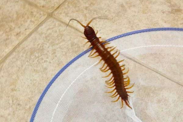 Millepatte rouge observé sur un carrelage avec filet blanc.