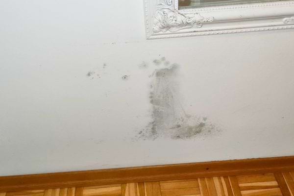 Mur taché de vert au-dessus d’un parquet en bois.