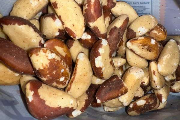 Un récipient rempli de nombreuses noix du Brésil, partiellement décortiquées.