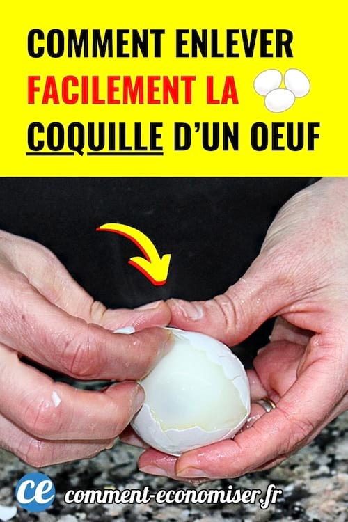 Doigt montrant la tête d’une poule avec flèche jaune sur des poux à éliminer naturellement.