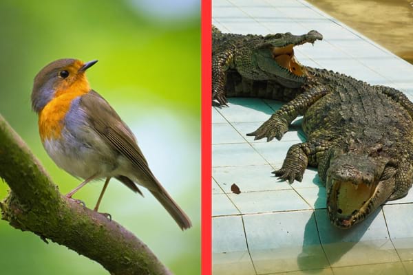 Un oiseau au poitrail orange est perché sur une branche à côté de deux crocodiles allongés.
