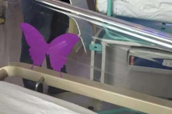 un papillon violet sur un berceau transparent dans une maternité symbole du deuil périnatal