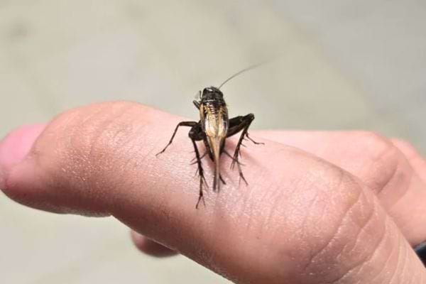 Un petit grillon noir est posé sur un doigt humain, observé de près.