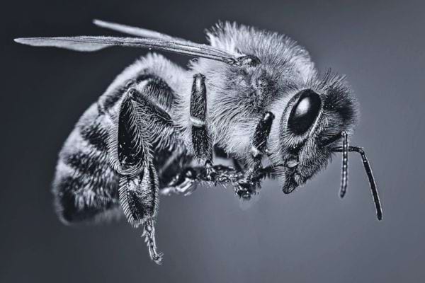 Photo en noir et blanc d’une abeille détaillée, capturée en vol avec un rendu artistique.