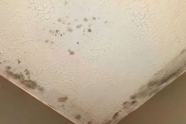 Mur de plafond abîmé avec moisissures noires sur surface craquelée.