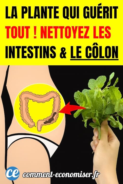 une plante qui nettoie le côlon et les intestins