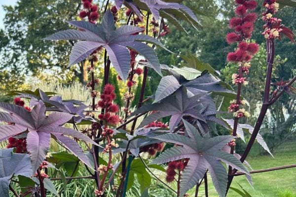 Plante de ricin avec grandes feuilles violettes et fleurs rouges épineuses dans un jardin.