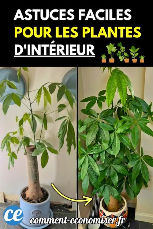 Plantes d'intérieurs.
