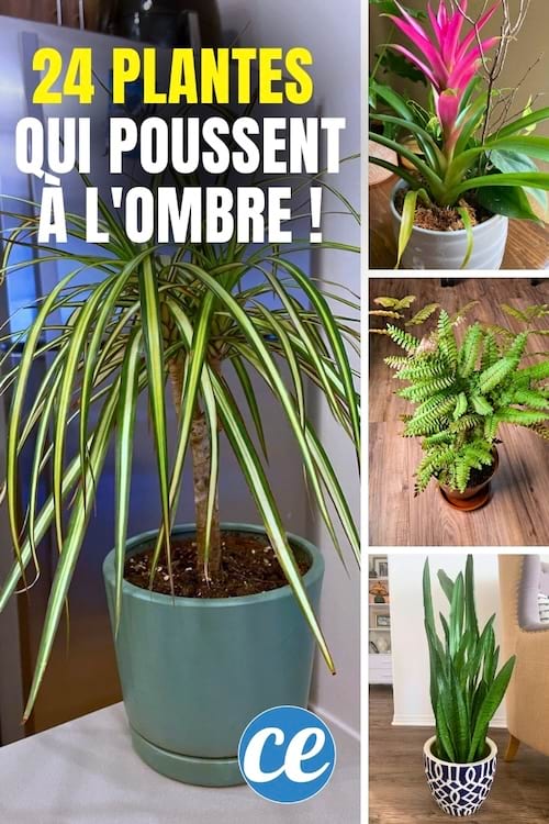 Les plantes qui poussent à l'ombre.