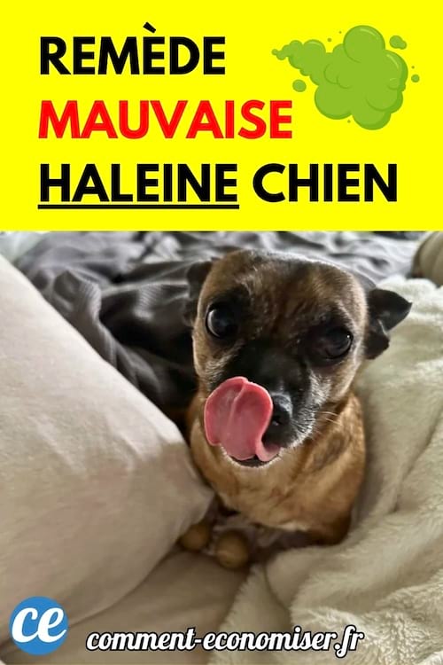 Un chien avec une mauvaise haleine.