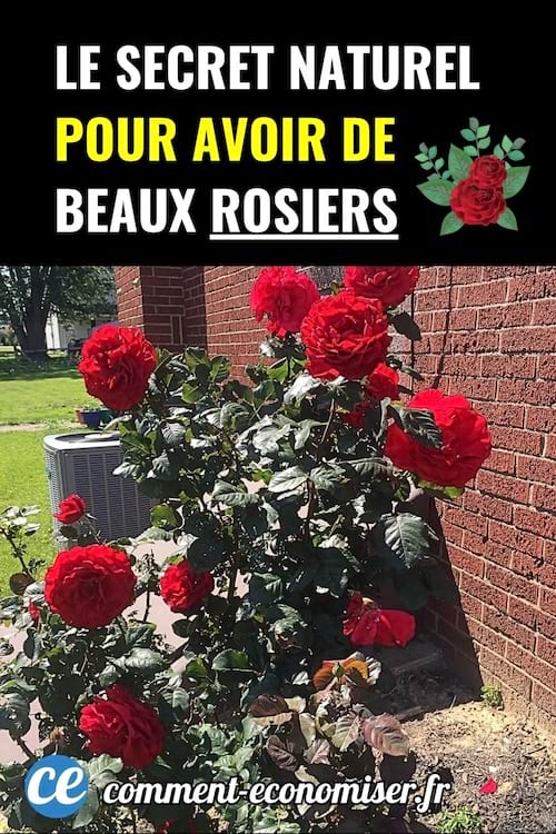 Rosier fleuri avec de grandes roses rouges le long d’un mur.