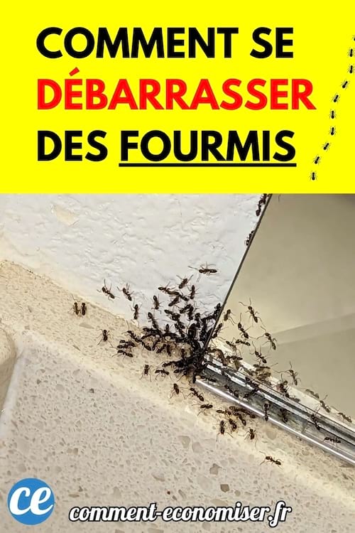 Un groupe de fourmis noires se rassemble près d’un coin de mur.