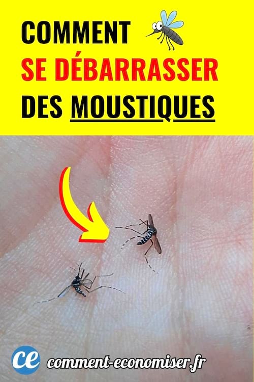 Deux moustiques posés sur une main humaine vue de près.