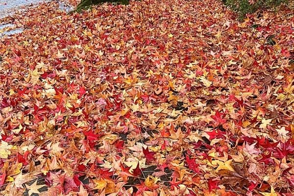 Sol couvert d’un tapis de feuilles rouges et jaunes tombées.