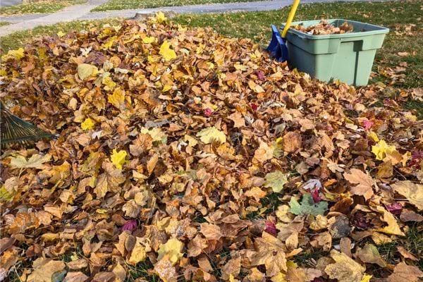 Gros tas de feuilles jaunes ramassées à côté d’un bac vert.