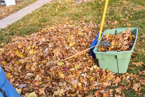 Tas de feuilles mortes ramassées avec un râteau près d’un bac vert.