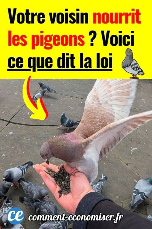 Une main remplie de graines pour nourrir un pigeon dans la rue