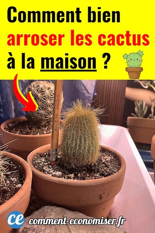 Des petits cactus à la maison qui ont besoin d'être arrosé