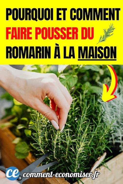 du romarin qui pousse à la maison pour profiter de ses bienfaits