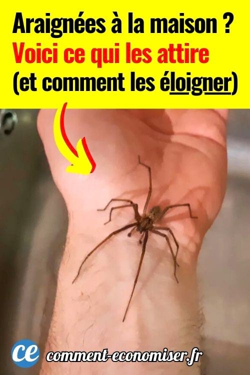 Une araignée tégénaire domestique sur un avant-bras, au-dessus d'un évier en inox