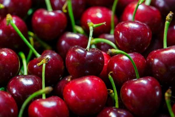 Cerises rouges brillantes avec leurs tiges vertes.