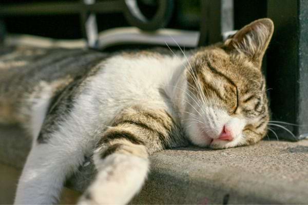 Chat tigré et blanc dormant paisiblement sur un muret ensoleillé.