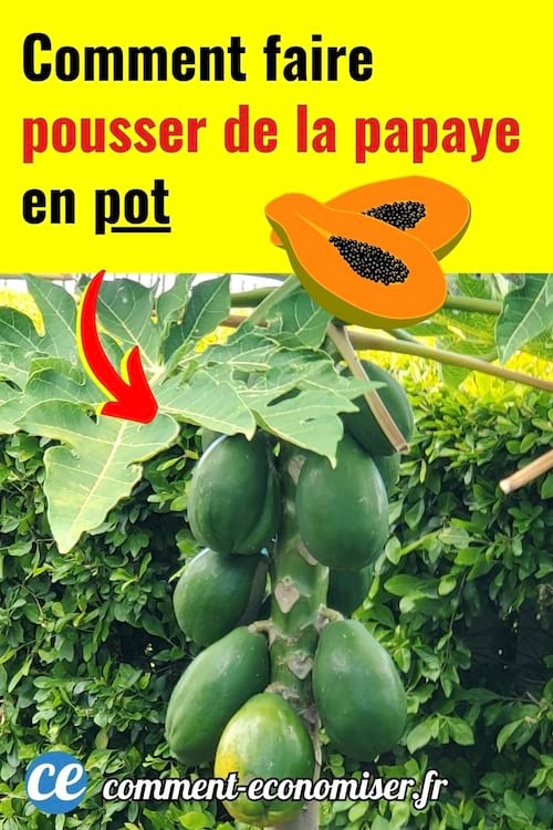 comment faire pousser de la papaye en pot