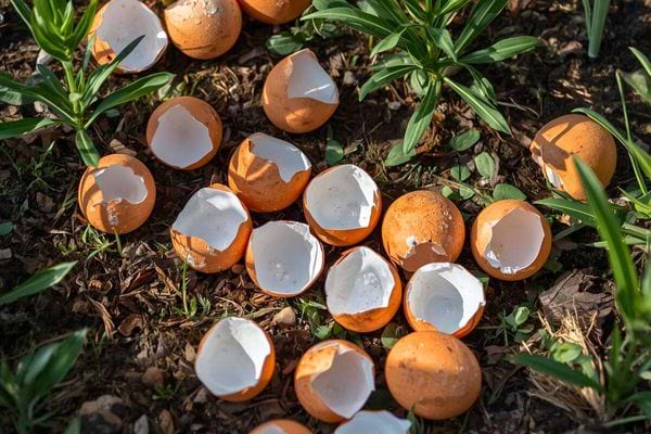 Gros plan sur des oeufs bruns, l’un d’eux est cassé et montre une coquille humide.