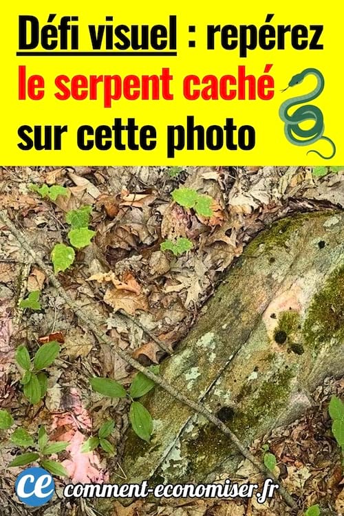 Un serpent caché sous les feuilles dans la forêt