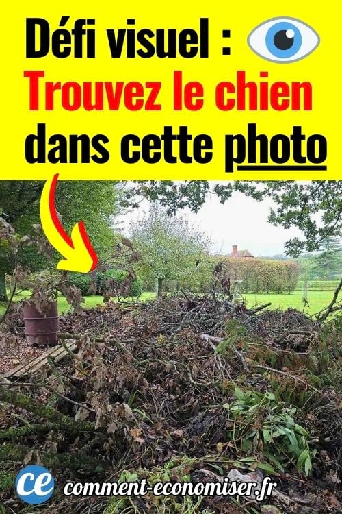 Un épagneul caché dans un tas de feuilles et de brindilles