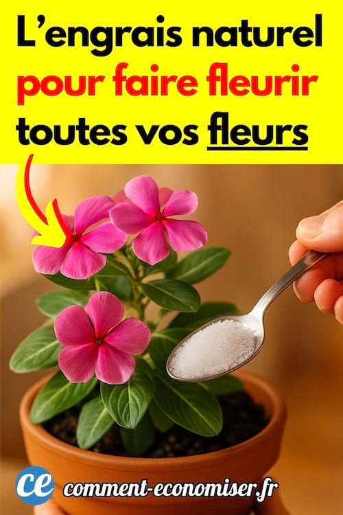 Un engrais nature pour vos fleurs à la maison