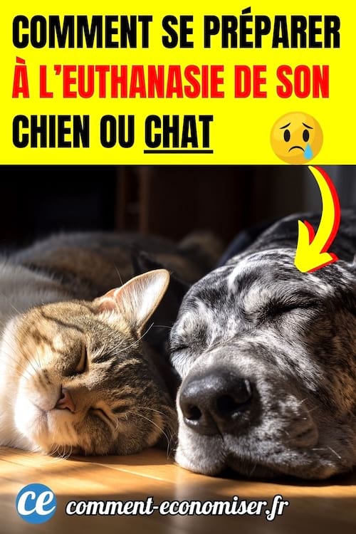 un chien et un chat qui dorment au soleil