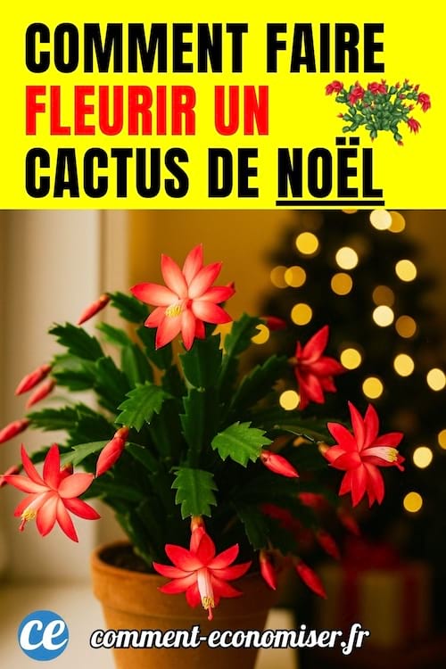 comment faire fleurir un cactus de noel