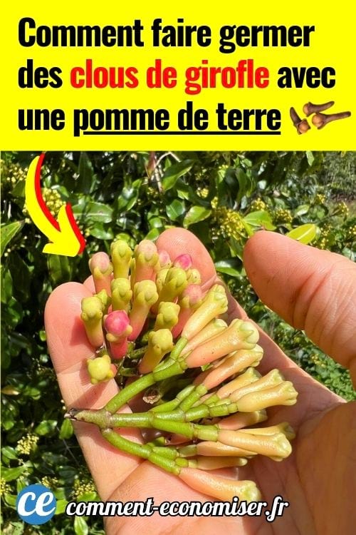 Des graines de clous de girofle fraîchement récoltées dans une mains.