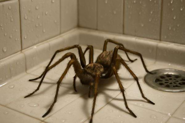 Une grande araignee se tient dans un coin de douche humide sur du carrelage mouille.