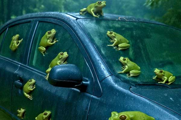 De nombreuses grenouilles accroch&eacute;es aux vitres et au toit d&rsquo;une voiture sous la pluie.