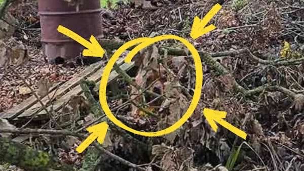 Gros plan de l'épagneul caché dans un tas de feuilles et de brindilles