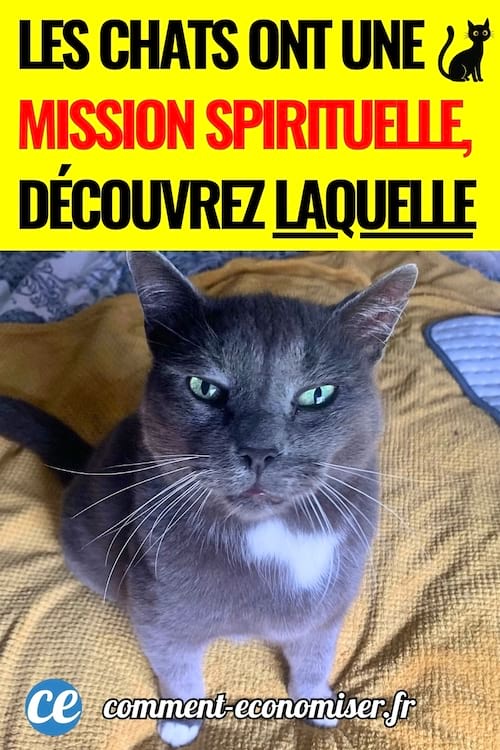 Un chat gris sur un lit qui a une mission spirituelle