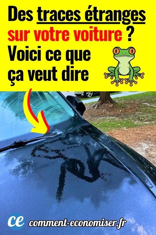 Des traces de grenouille arboricole sur un capot de voiture.