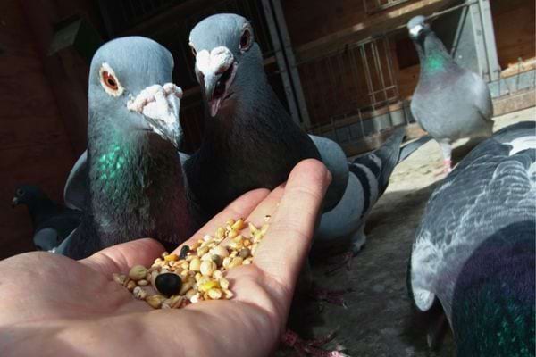 Deux pigeons picorent des graines dans la main d’une personne.