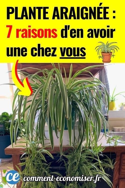 Une plante araignée (chlorophytum comosum) dans un appartement