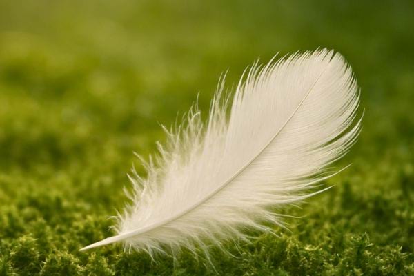 Une plume blanche repose sur un tapis de mousse verte baigne de lumiere.