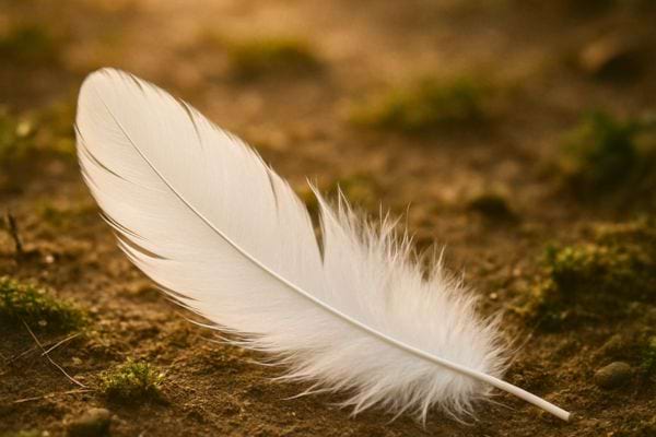 Une plume blanche repose delicatement sur un sol terreux eclaire par une lumiere douce.