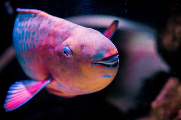 Un poisson qui sourit dans l'eau