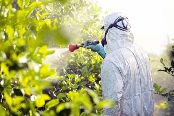 Personne en combinaison pulvérisant des pesticides sur des plantes vertes.