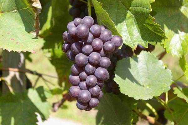 Grappe de raisin violet suspendue à une vigne avec des feuilles vertes.