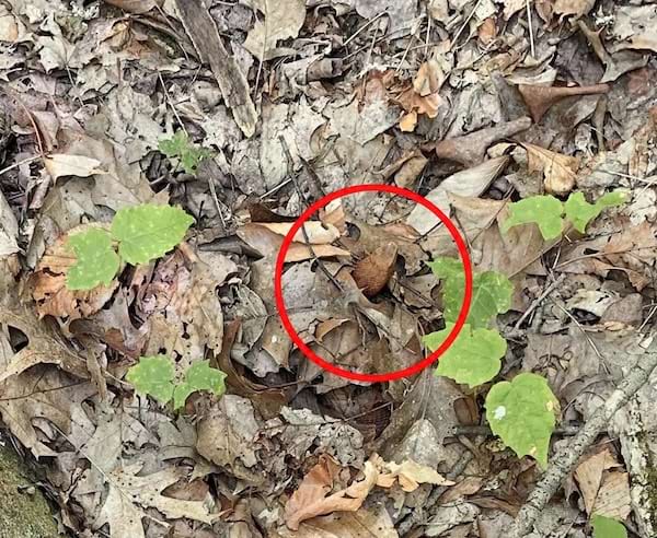 Un sol de feuilles mortes où se cachent un serpent entouré d'un cercle rouge
