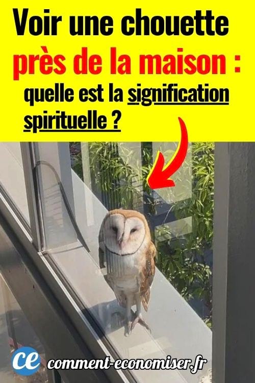 Lorsqu’une chouette apparaît près de votre maison, en voici la