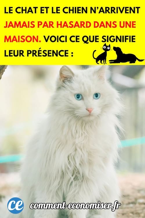 quelle est la signification de la présence chat ou d'un chien chez soi