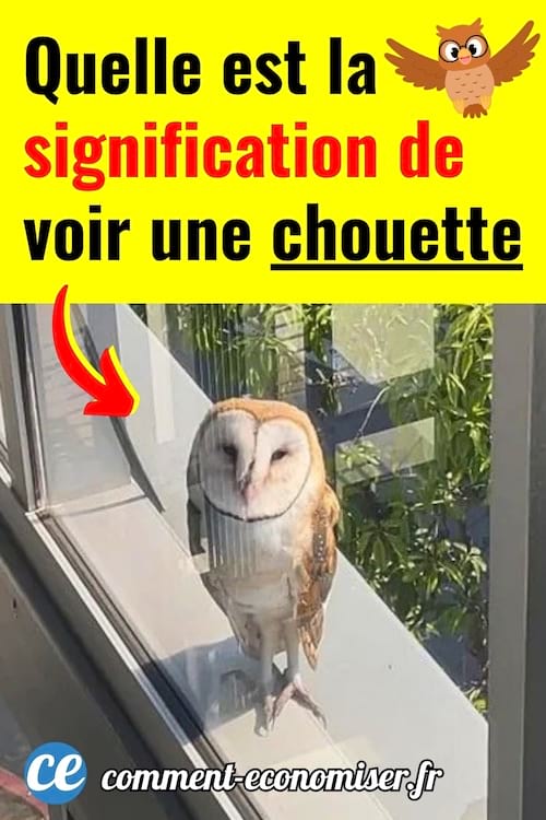 Une chouette effraie ou dame blanche sur le rebord de de fenêtre d'une maison.